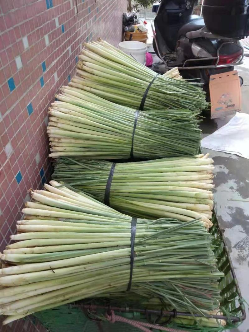 香茅草，质量优、量大有优惠够大条，诚信经营。