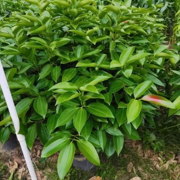 精品平安树，全部基地直供，大量批发，欢迎合作，合作共赢