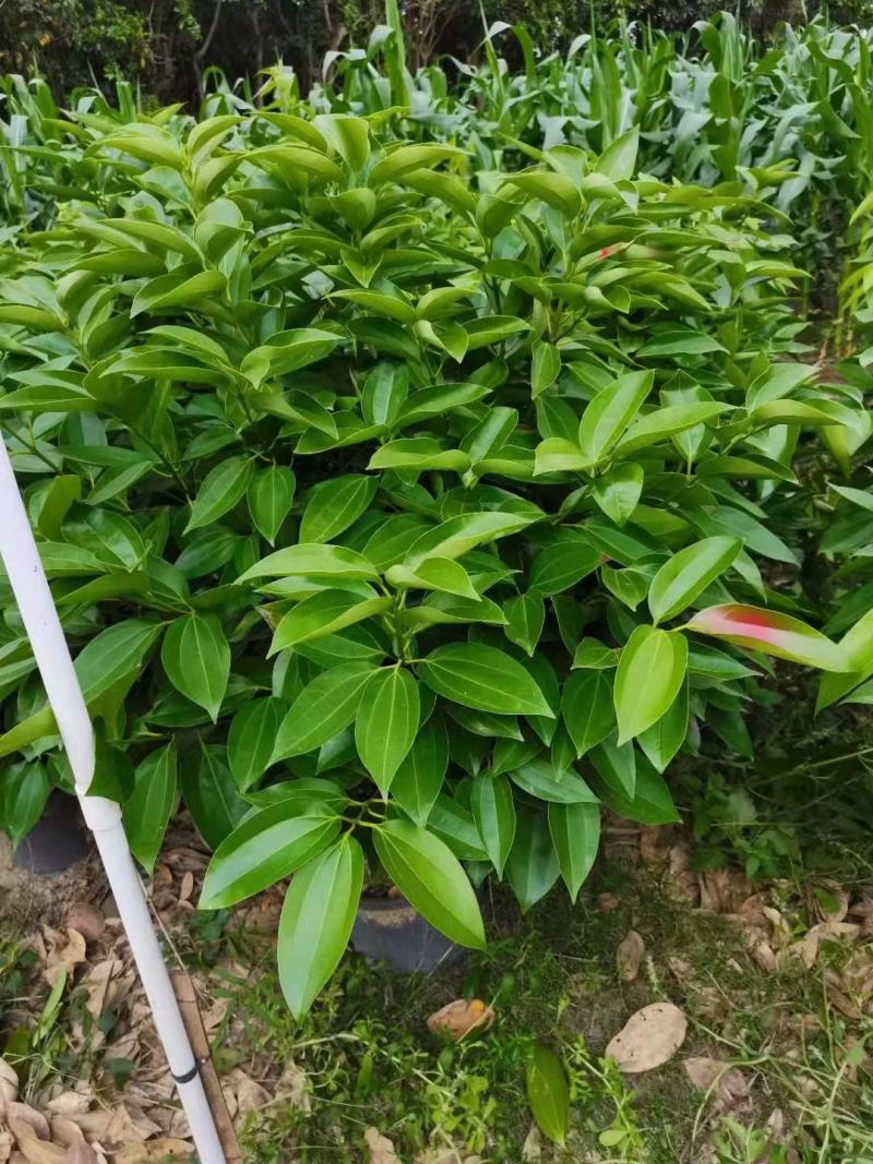 精品平安树，全部基地直供，大量批发，欢迎合作，合作共赢