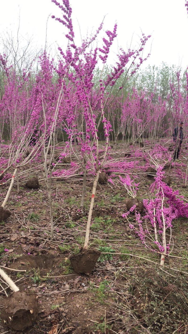 江苏紫荆树苗独杆紫荆花树丛生紫荆工程苗一手货源