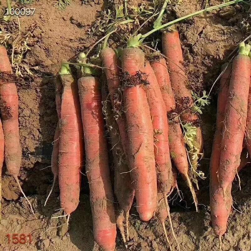 大荔县三红胡萝卜大量供应一手货源，量大从优欢迎新老客
