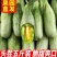 顺丰包邮坏果包赔产地直发酥脆多汁甘甜爽口网红带货