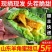 顺丰包邮坏果包赔产地直发酥脆多汁甘甜爽口网红带货