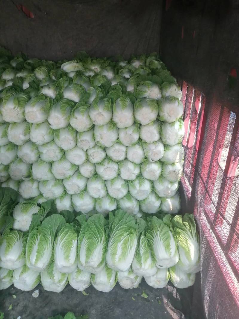 河南黄心大白菜3一5斤产地直供全国发货，可视频看货