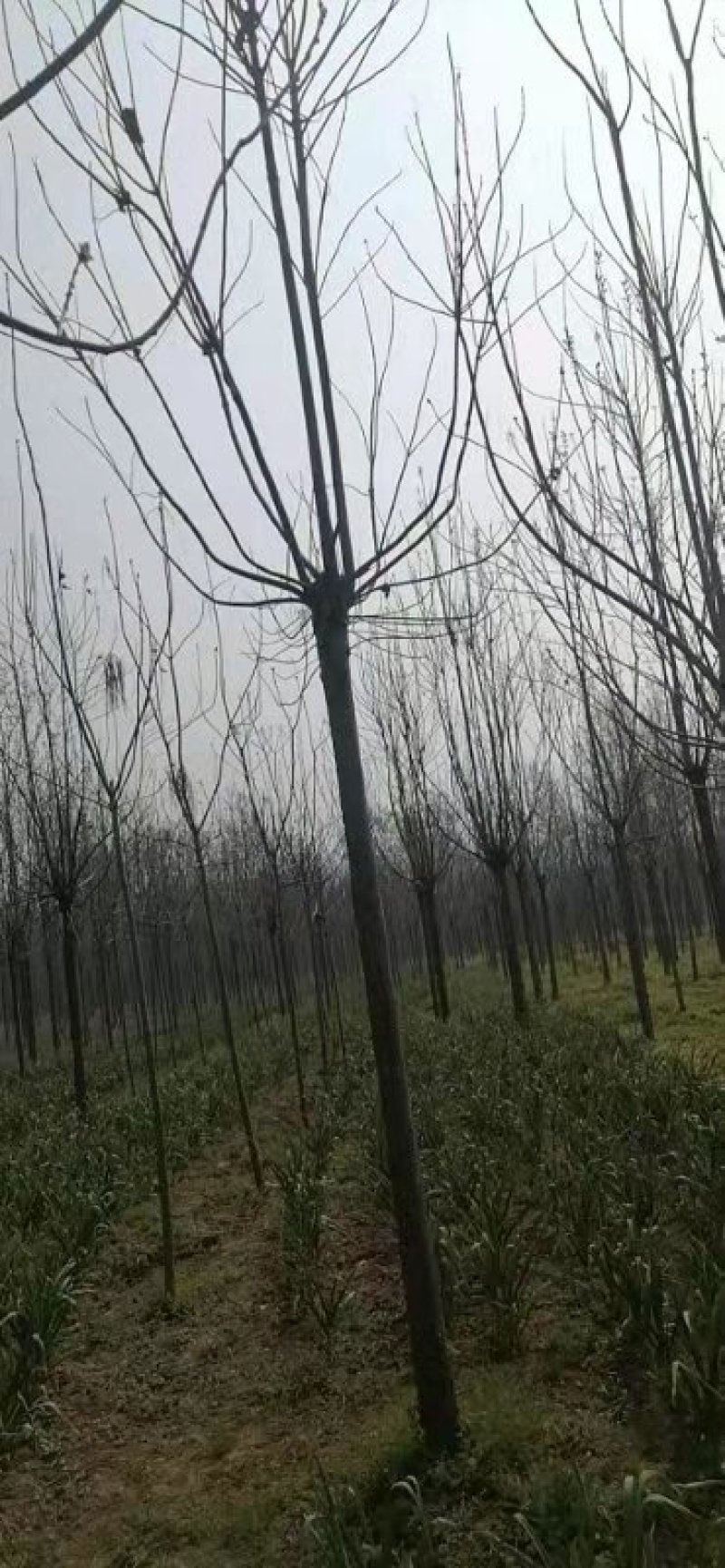 精品楸树3到35公分，速生楸树，原生老楸树！