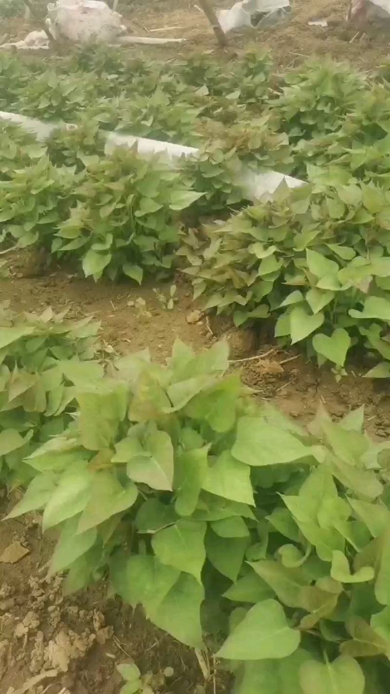 商署苗/西瓜红红薯苗/红薯苗/烟署苗/脱毒红薯苗全国发货