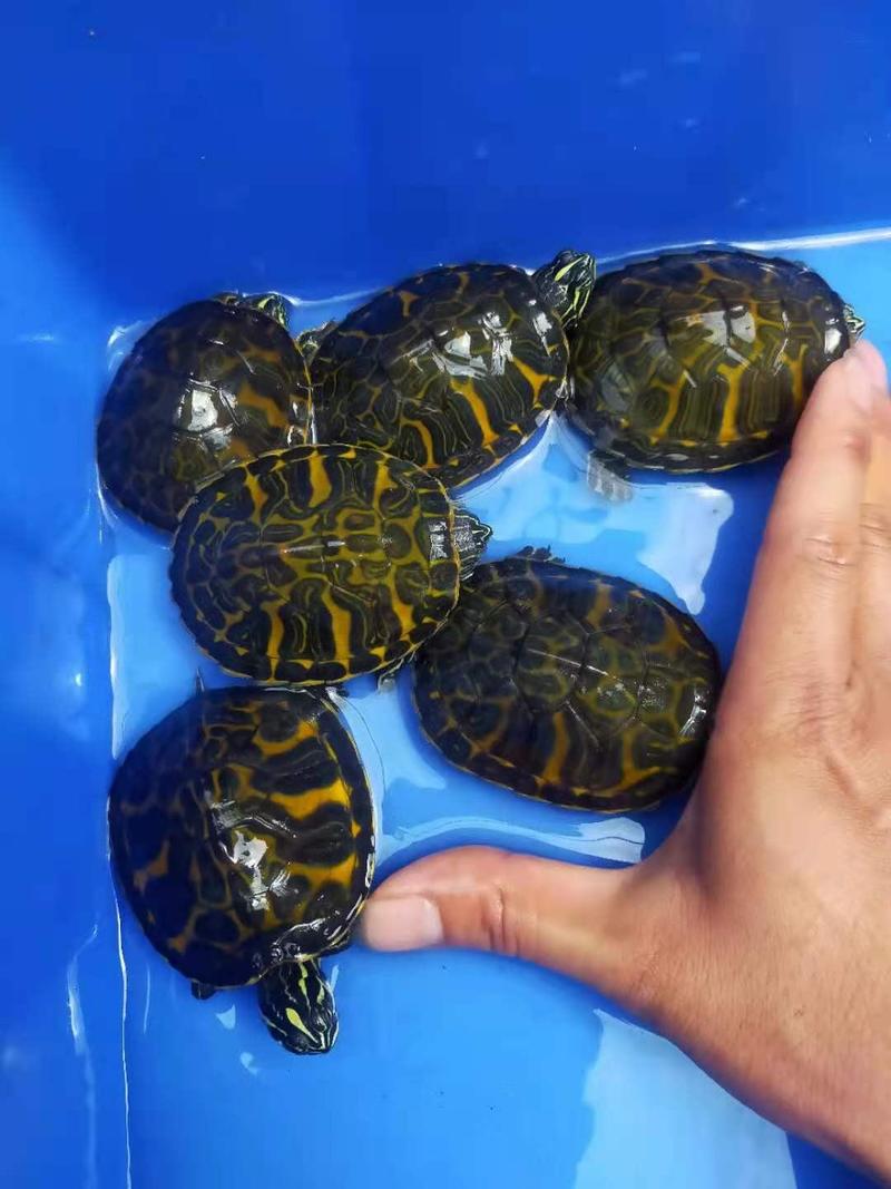 火焰陆仔养殖宠物海南火焰龟种龟很漂亮价格优惠