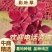彩叶草基地直供进口彩叶草彩叶草基地