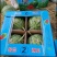 安徽砀山8424大量上市，口感好果型正