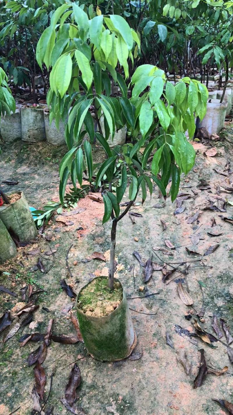 正品种无核荔枝南北方都可以种植耐寒品种。
