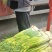 精品白帽蒜苔，产地直供，价格便宜，支持代发，欢迎采购