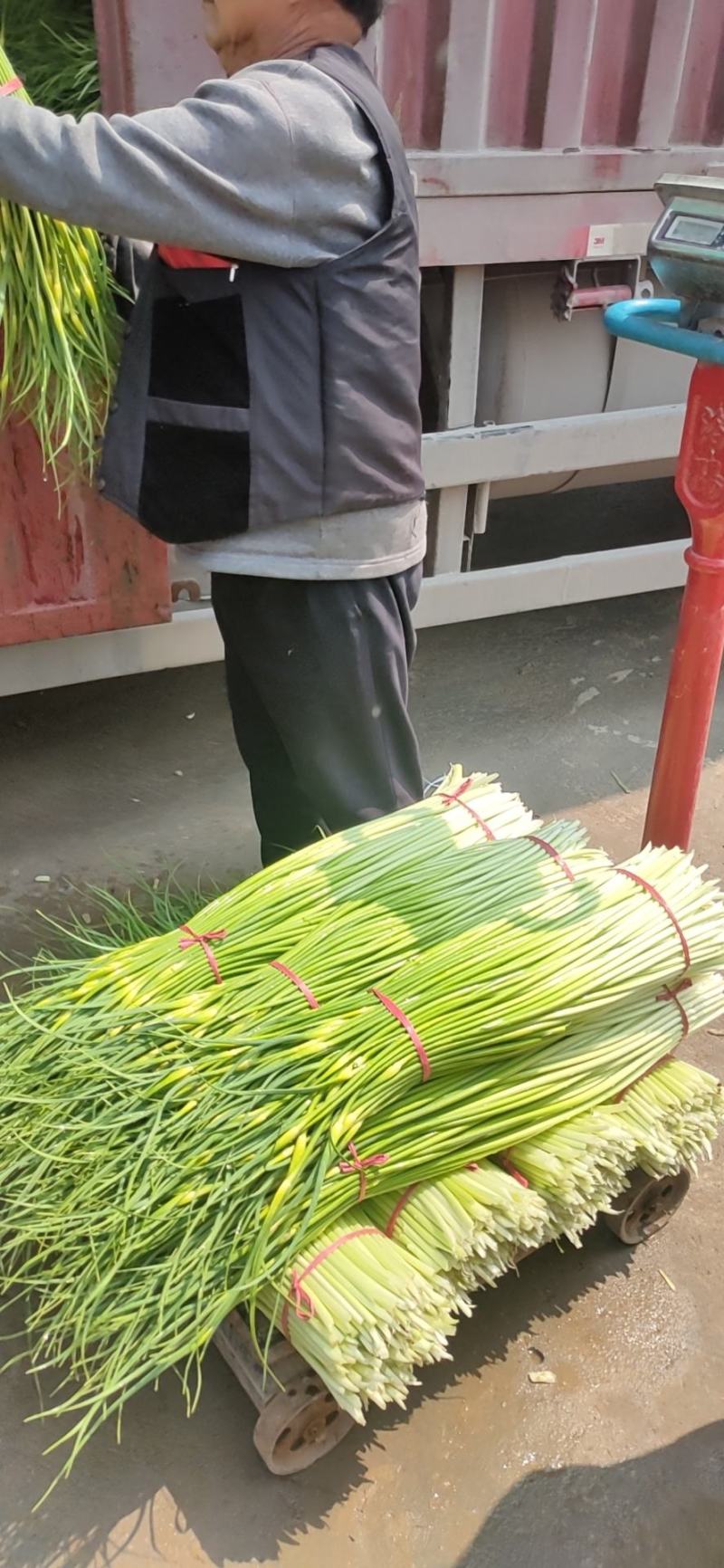 精品白帽蒜苔，产地直供，价格便宜，支持代发，欢迎采购