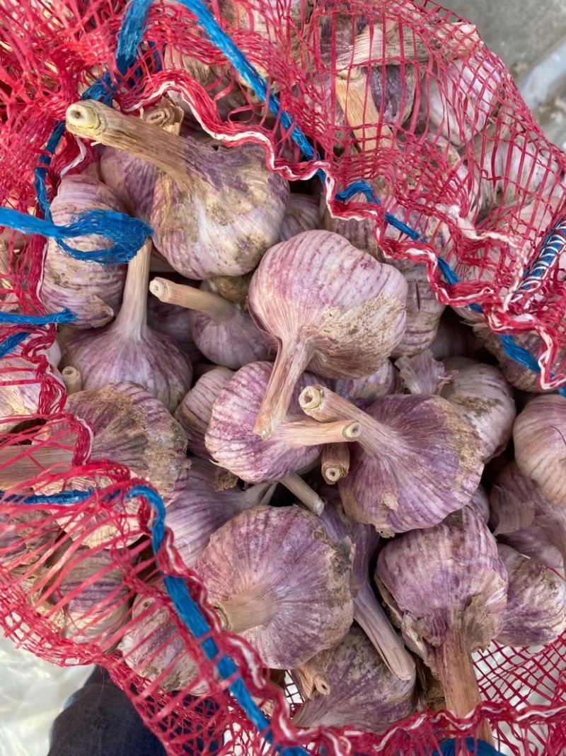 大蒜精品大蒜白皮大蒜发市场蒜米料太空大蒜电商平台金乡