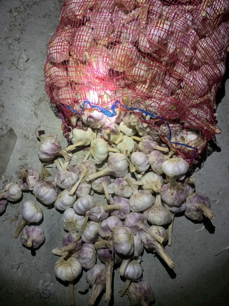 大蒜精品大蒜白皮大蒜发市场蒜米料太空大蒜电商平台金乡