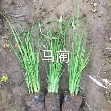 马蔺道路绿化庭院绿化工程绿化庭院绿化