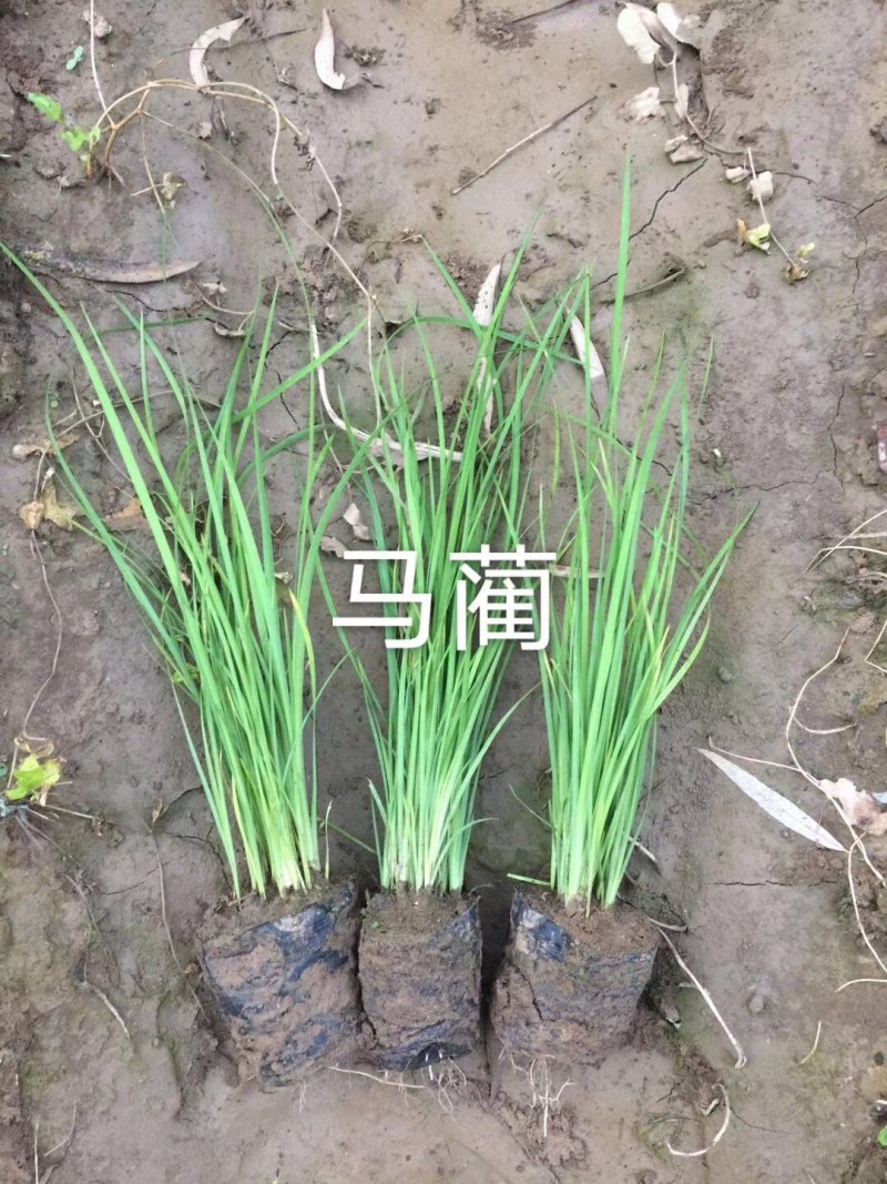 马蔺道路绿化庭院绿化工程绿化庭院绿化