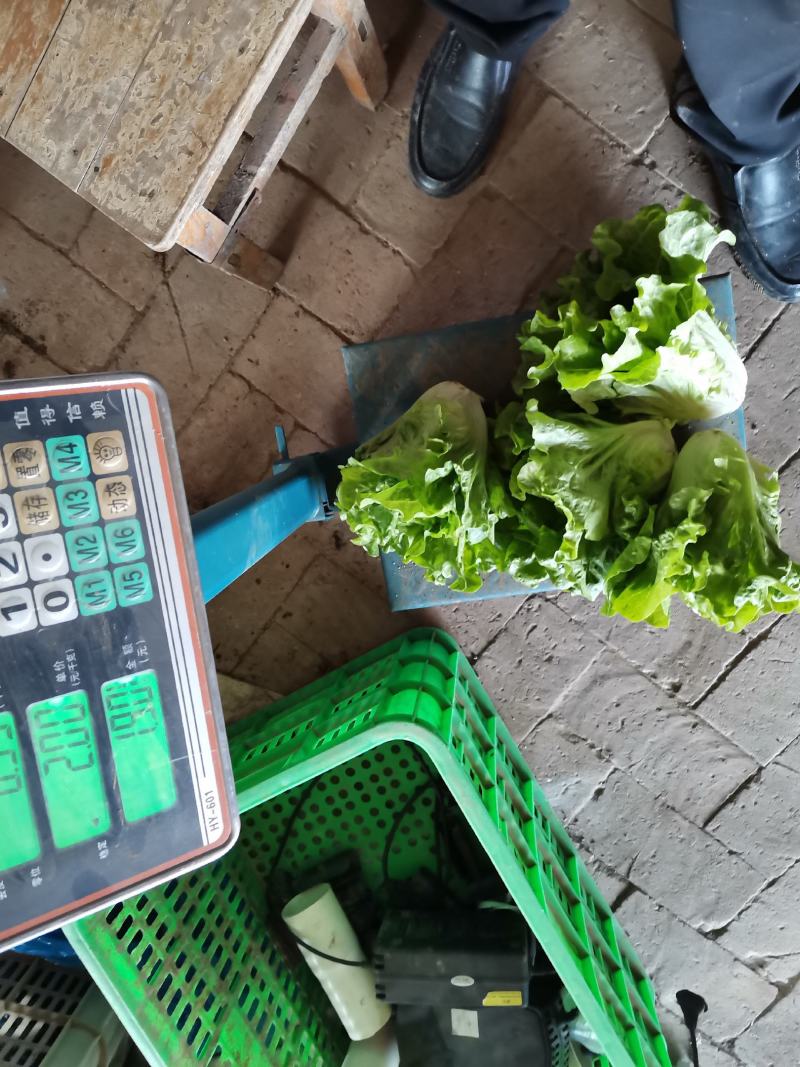 南阳产区精品意大利生菜产地直销，冷库加工，发往全国各地。