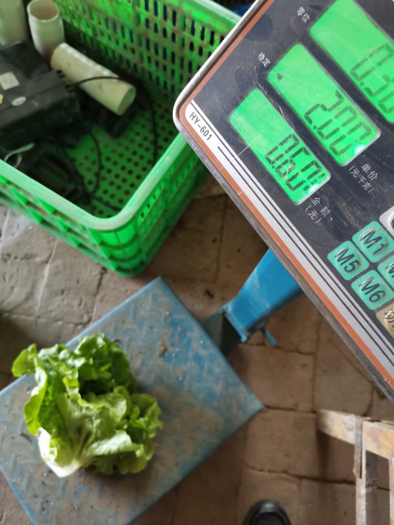 南阳产区精品意大利生菜产地直销，冷库加工，发往全国各地。