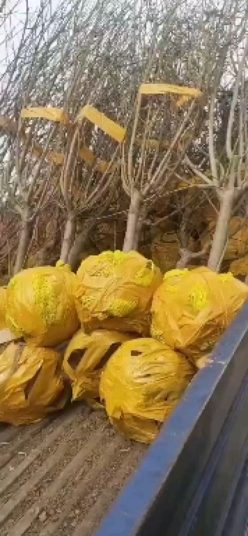 吉林省辽源市东丰县小四平镇自己家苗甫苹果树苗鸡心树苗种