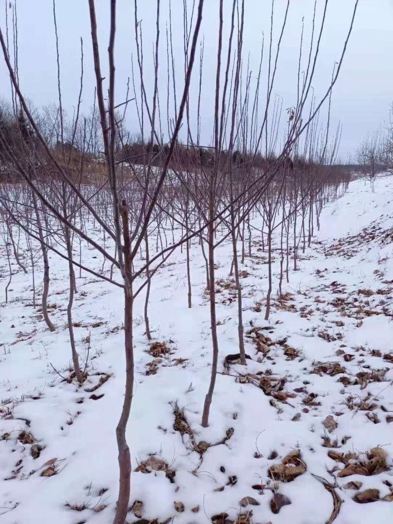 吉林省辽源市东丰县小四平镇自己家苗甫苹果树苗鸡心树苗种