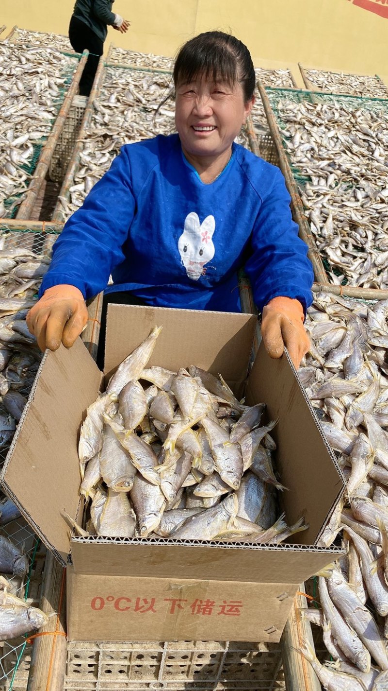 渤海湾咸鱼腌制晾晒马口鱼油扣鱼量大优惠中