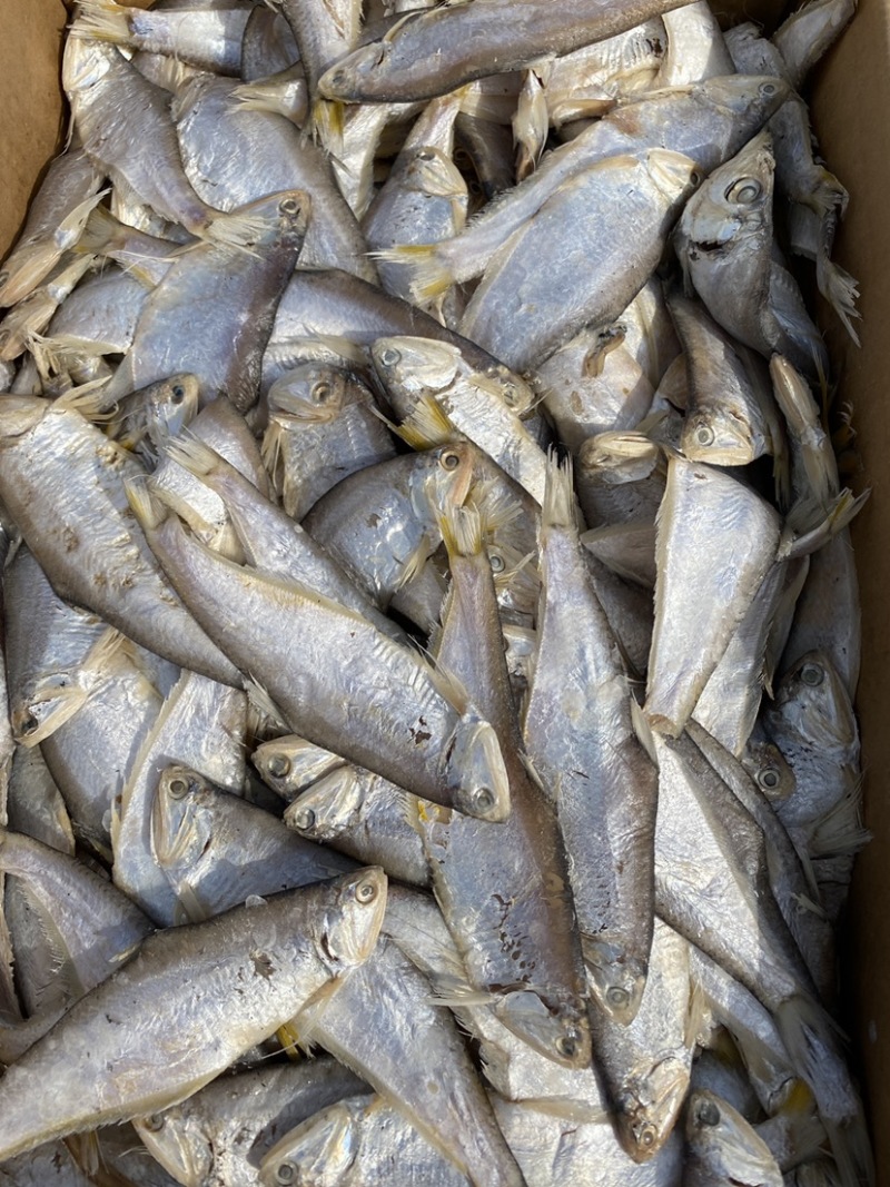 渤海湾咸鱼腌制晾晒马口鱼油扣鱼量大优惠中