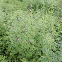 益母草、野生益草、干、鲜均可