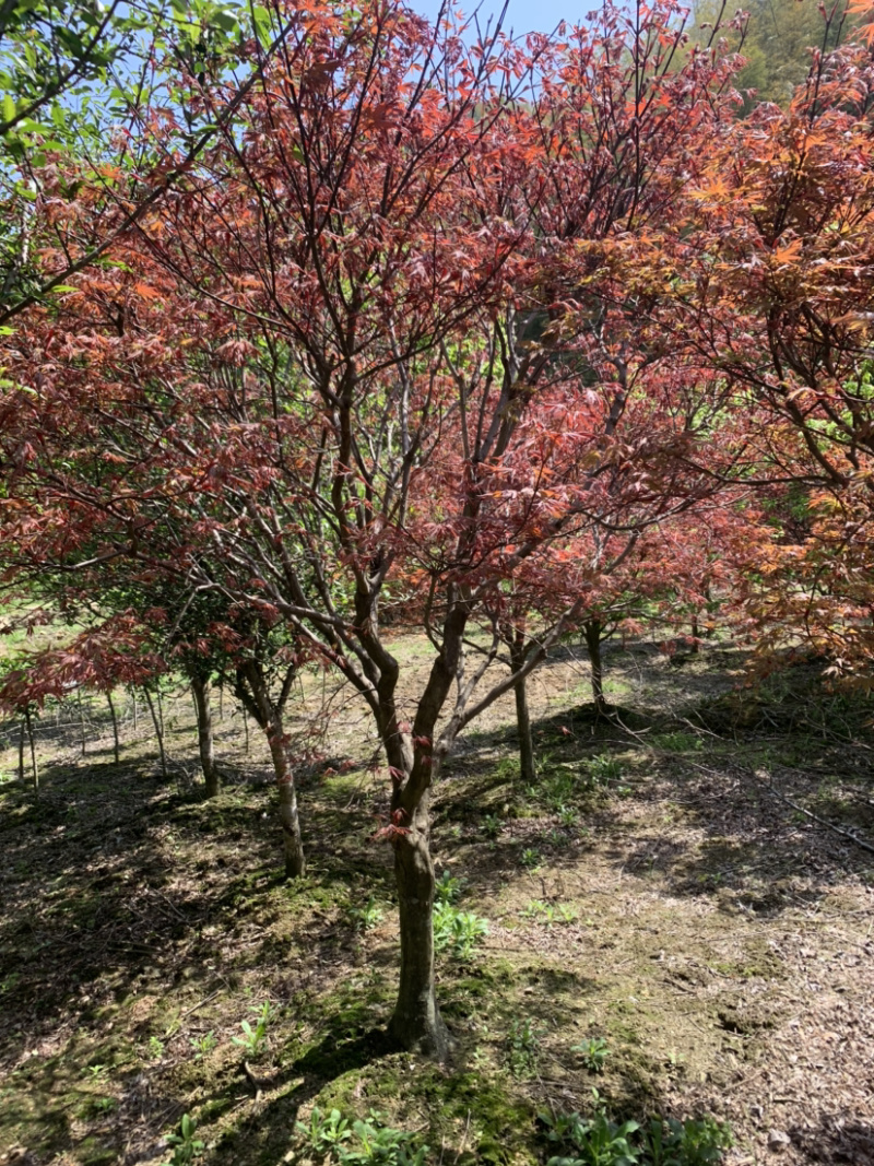 红枫树苗10-18公分彩叶树种