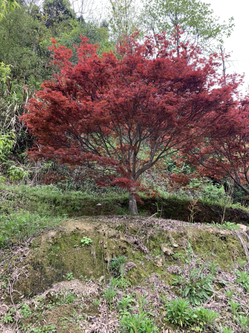 红枫树苗10-18公分彩叶树种