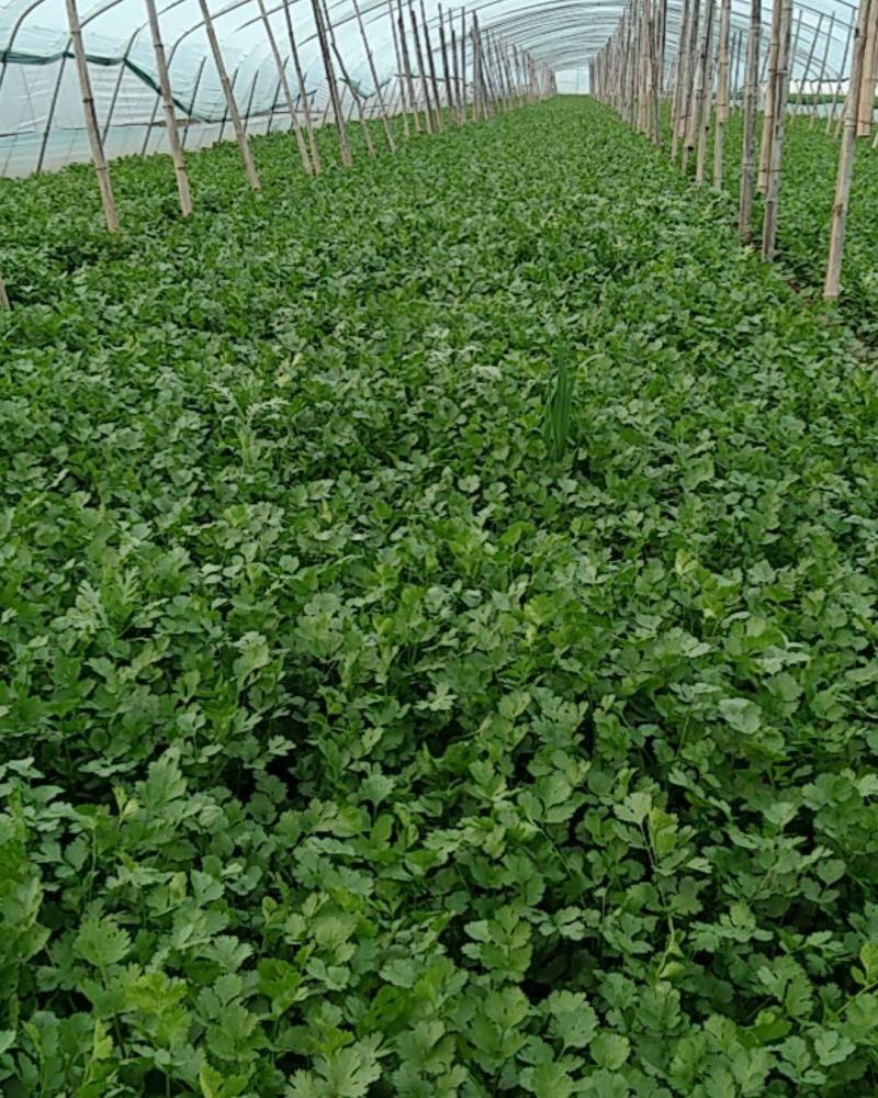 山西精品大叶香菜……