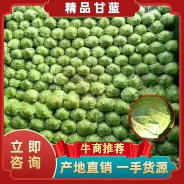 中甘21甘蓝0.5~1公斤精品”产地直供”一手货源