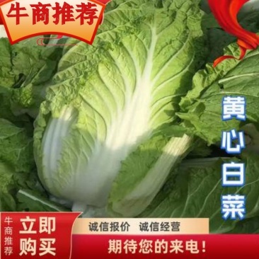 张北玲珑黄，黄心大白菜外表青秀，不烧心不烧边产地直发，