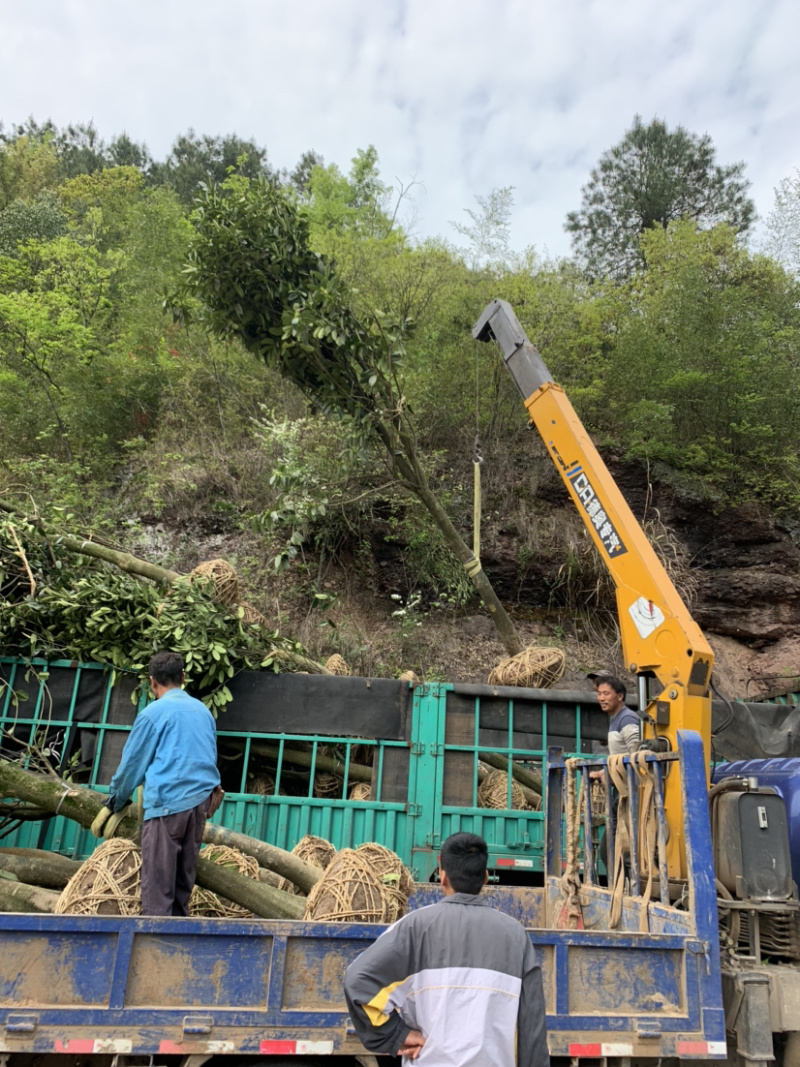 大叶冬青苦丁茶树苗12–15-20公分基地批发价格供应