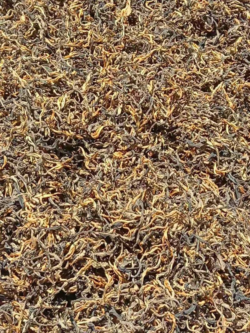 云南省临沧市凤庆县古树茶
