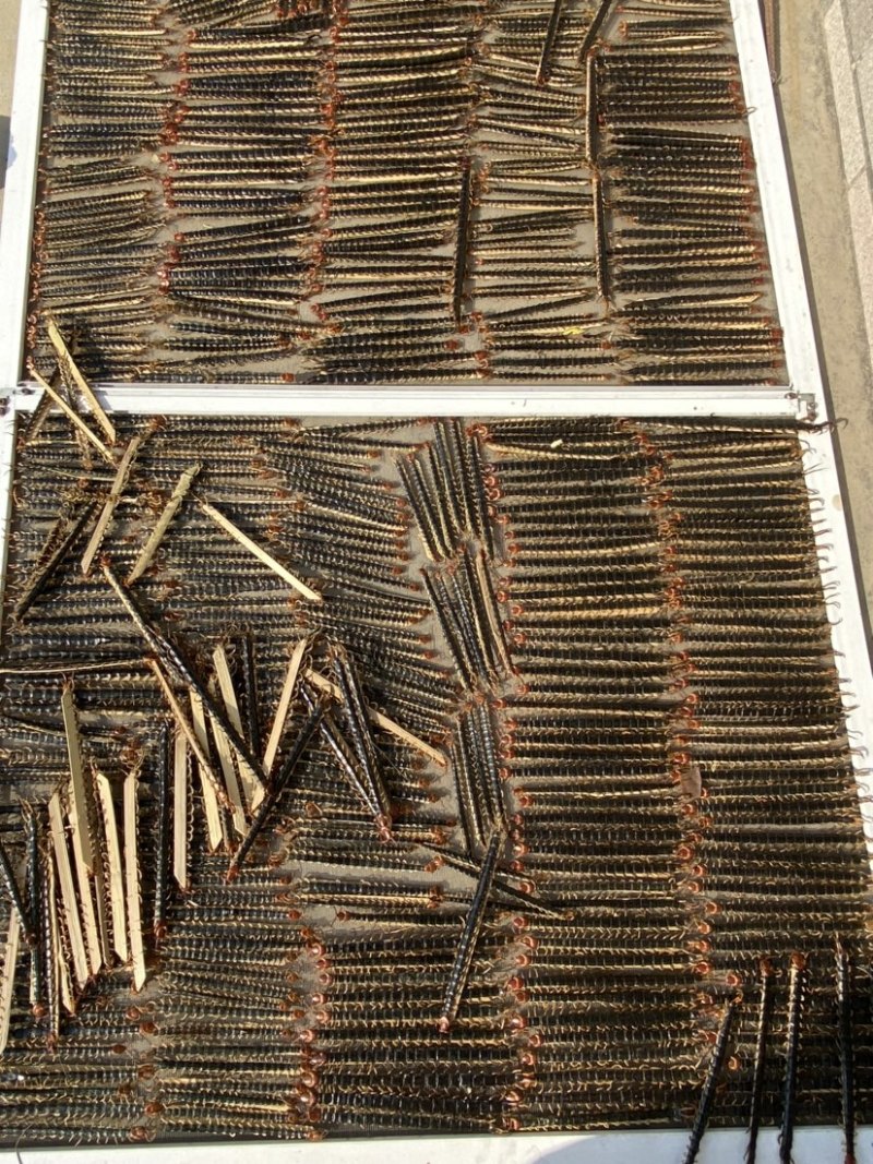 湖北随州野生红头蜈蚣药用价值高产地直销品质好