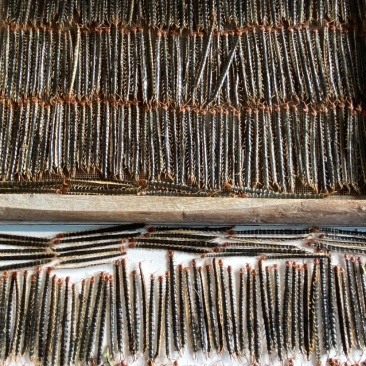湖北随州野生红头蜈蚣药用价值高产地直销品质好