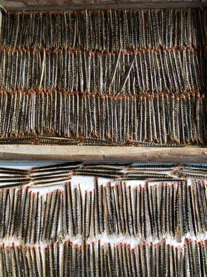湖北随州野生红头蜈蚣药用价值高产地直销品质好