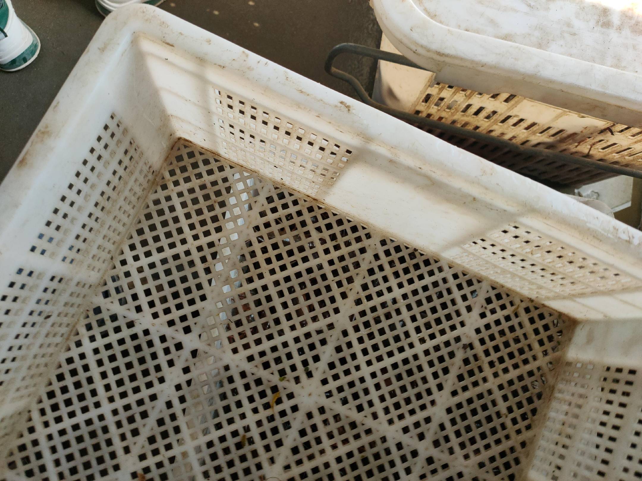 钓小龙虾工具展示