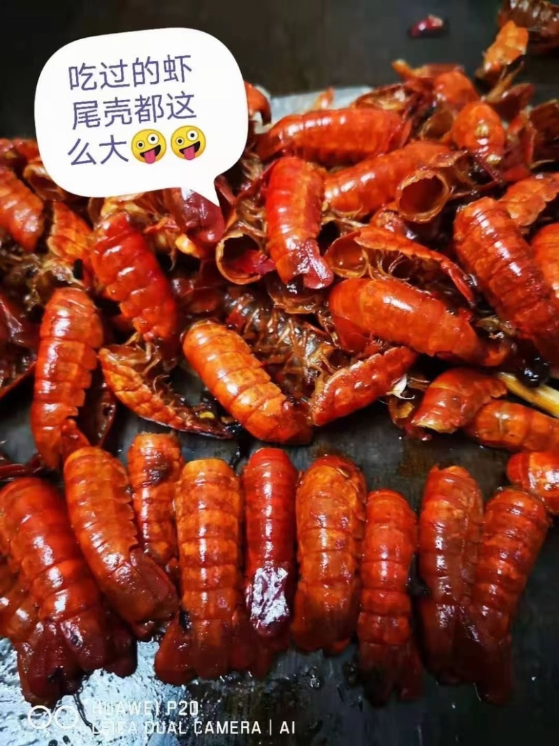 特级龙虾尾净重九斤口感Q弹活龙虾做的虾尾