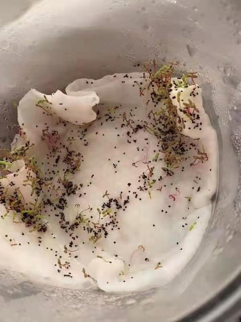 1万粒太阳花种子