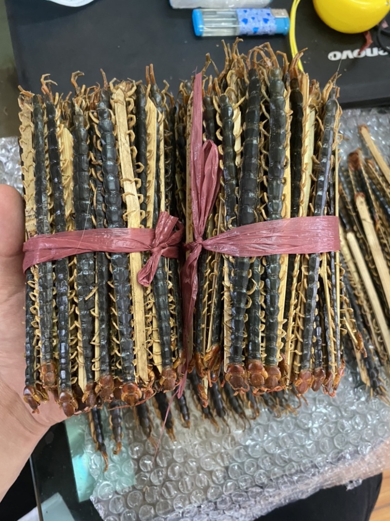 湖北随州野生红头蜈蚣药用价值高产地直销品质好