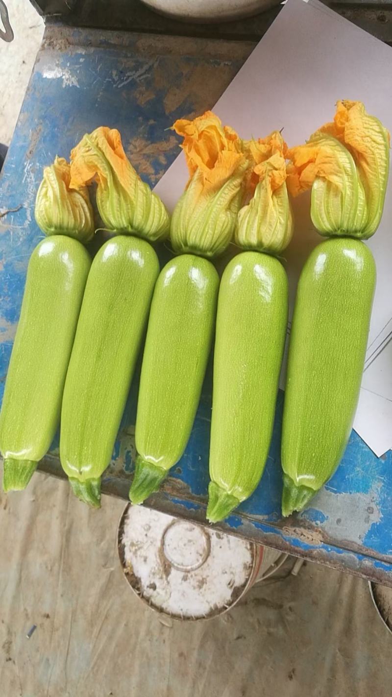 绿皮西葫芦山东西葫芦大量供应产地直发质量保证价格便宜
