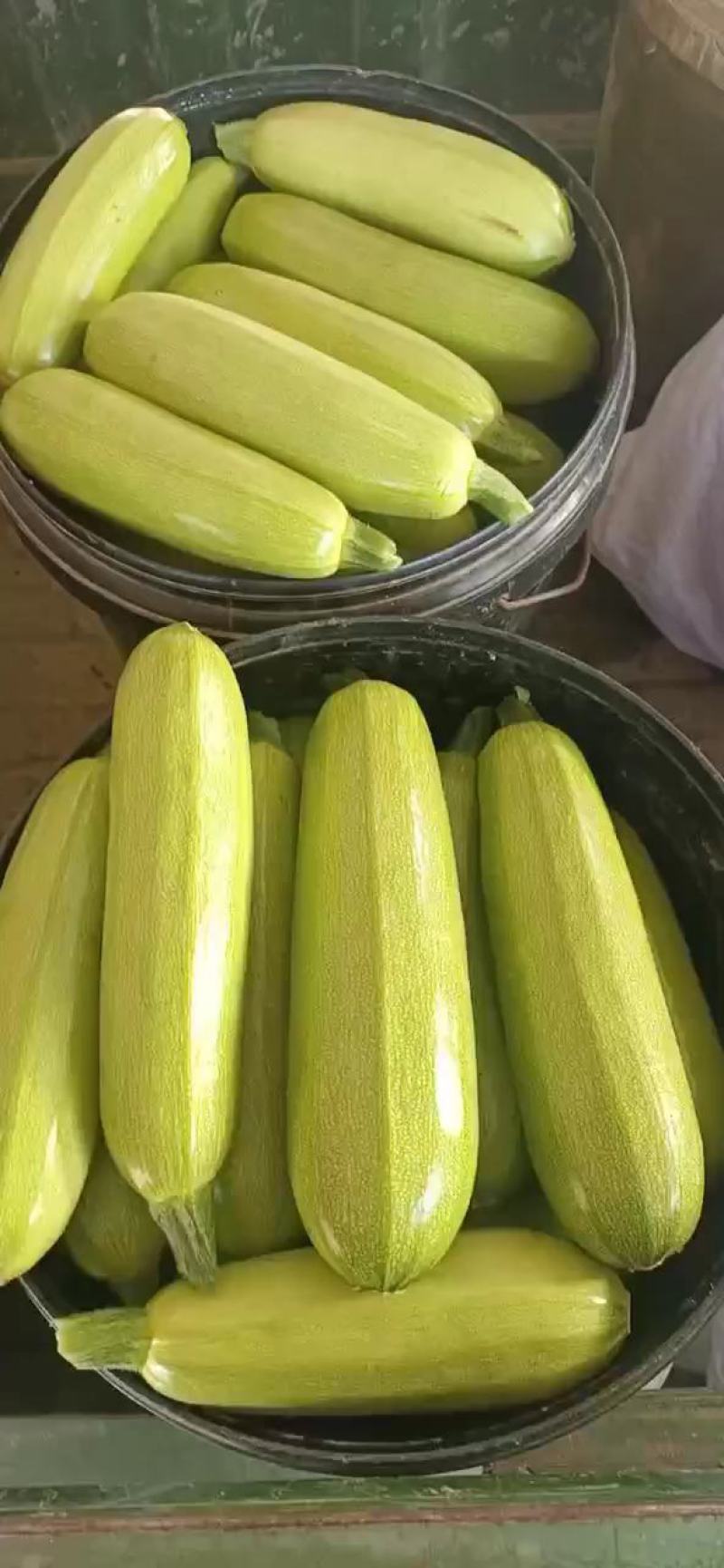 绿皮西葫芦山东西葫芦大量供应产地直发质量保证价格便宜