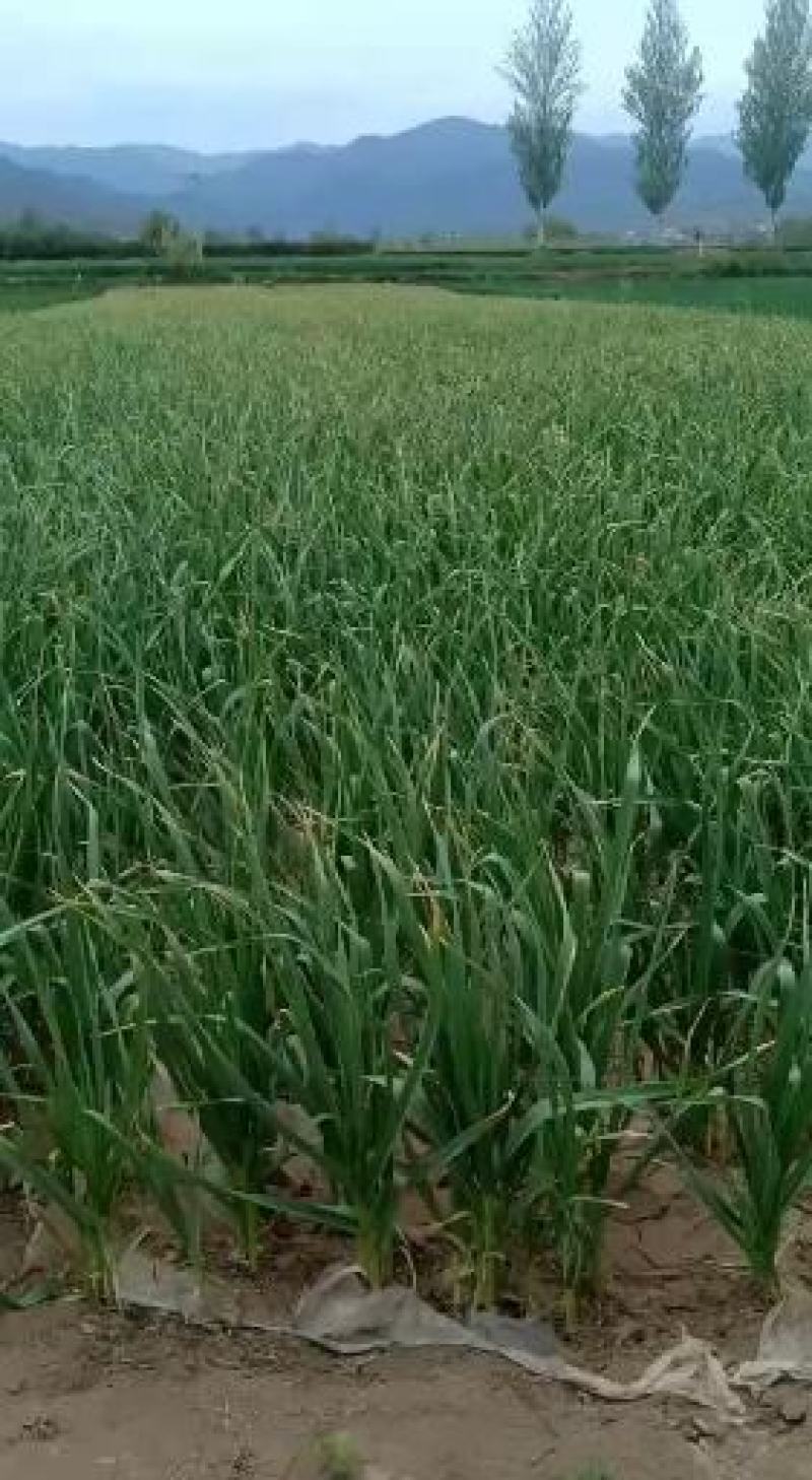红根蒜苗