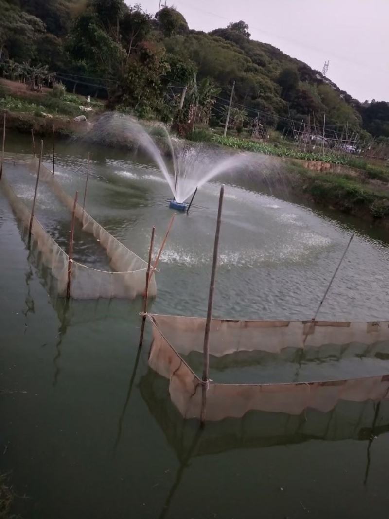 月鳢鱼苗七星鱼苗(山斑鱼苗、花星鱼苗、章公鱼苗)