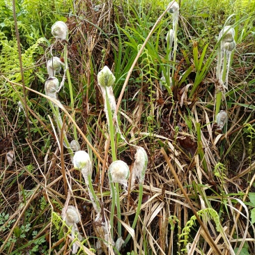 （1斤起批）薇菜/月亮苔，贵州山地自然生长，富含多维生素