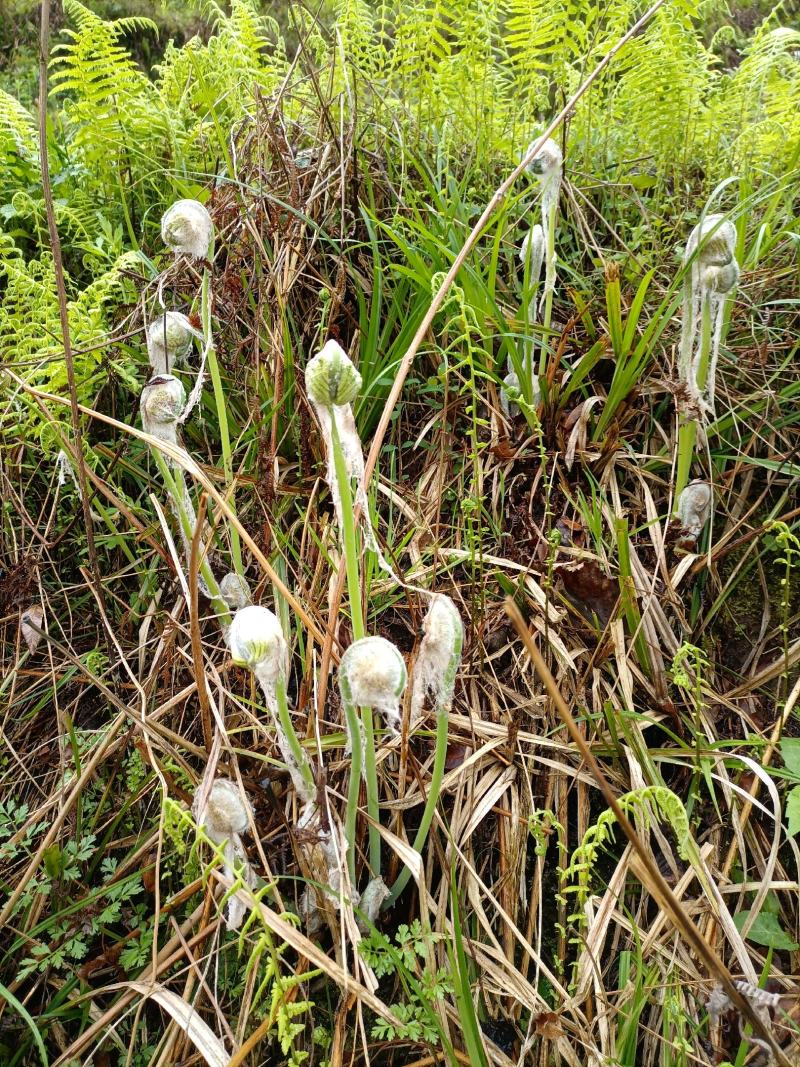 （1斤起批）薇菜/月亮苔，贵州山地自然生长，富含多维生素