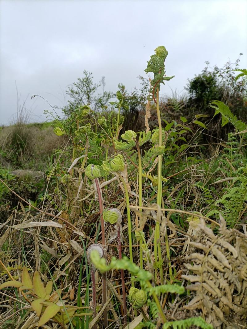 （1斤起批）薇菜/月亮苔，贵州山地自然生长，富含多维生素