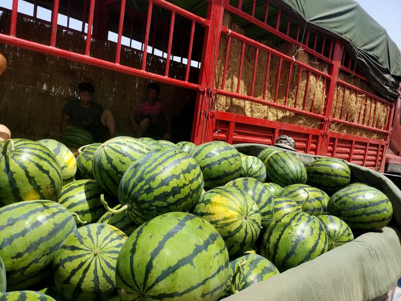 陕西蒲城甜王西瓜，皮毛好，嚷口甜，个头大，产地直采