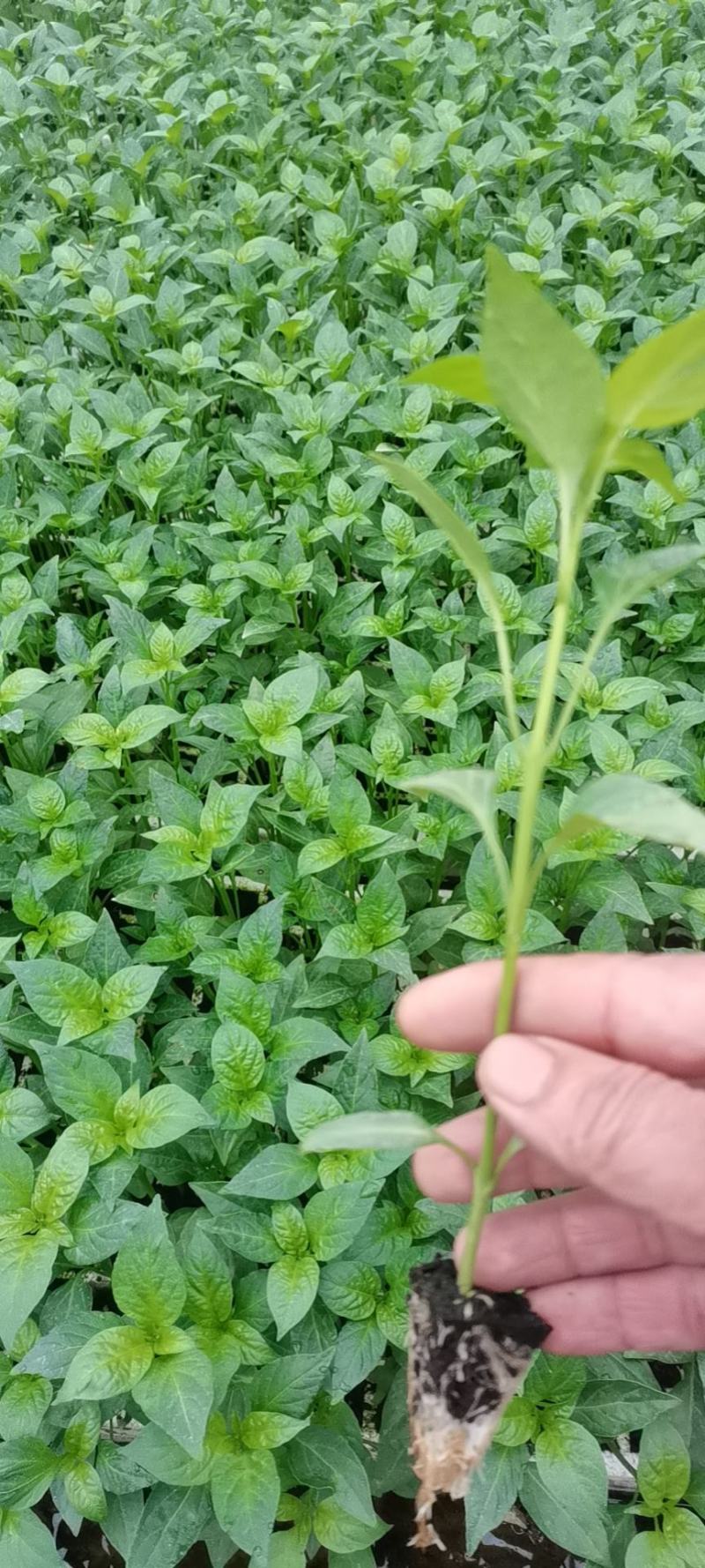 蔬菜苗